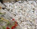 Detail of crushed shell substrate, timber pathway edging, and endemic pelargonium