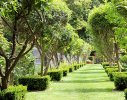An 'allee' of lemon and olive trees seperates the jumping arena from the main garden while providing pedestrian direction