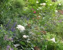 A palette of roses, flowering shrubs and annuals