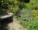 Constantia 1 - waterwise/ wildlife friendly garden