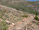 Fynbos rehabilitation