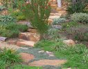 Hout Bay 2 - waterwise garden