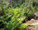 View of upper stream and re-generated vegetation